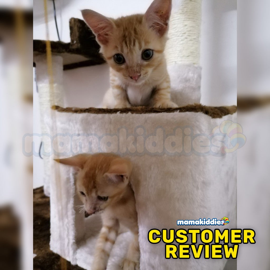CAT TREE 608